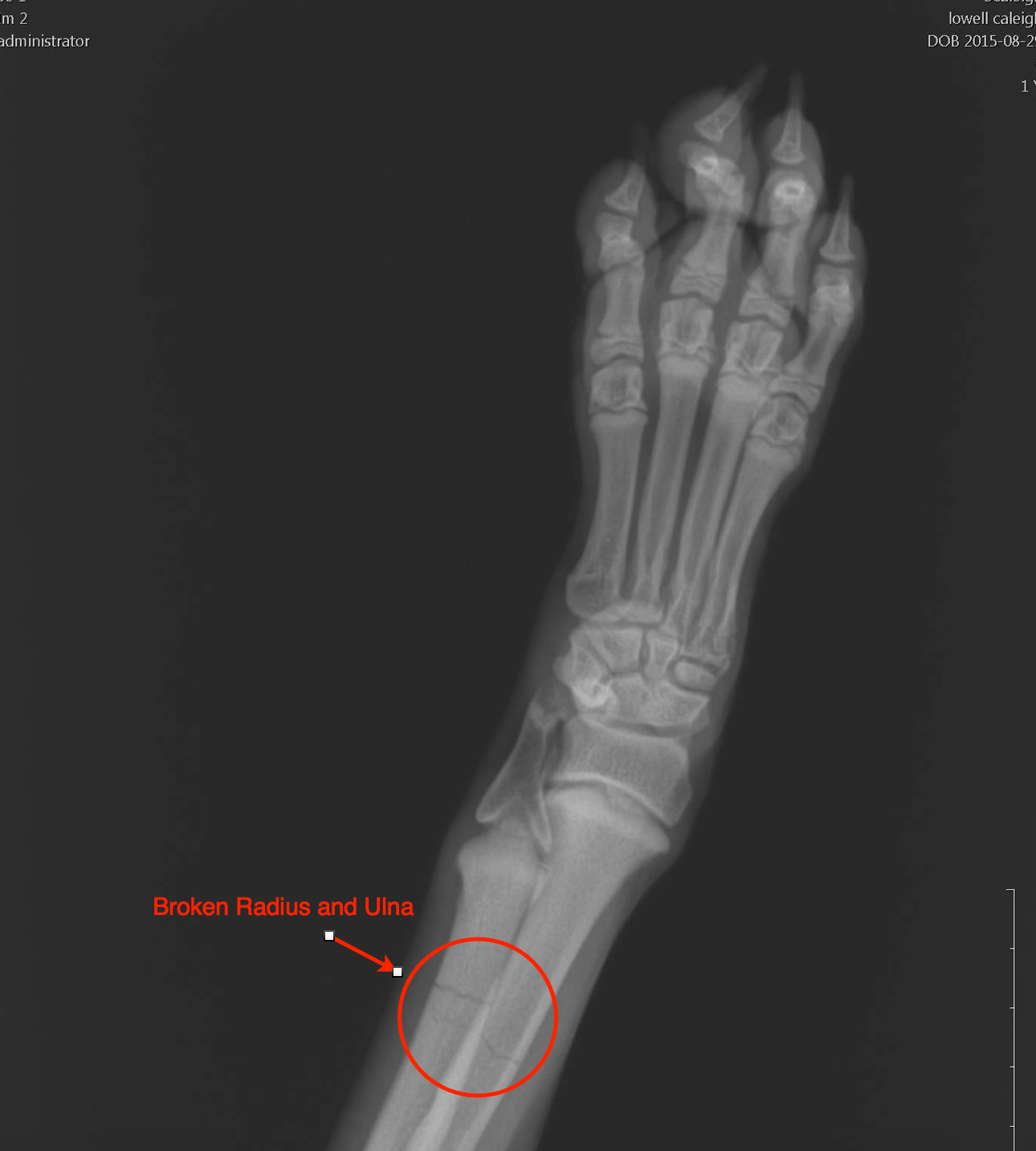 Why Does My Dog Cry With His Bone